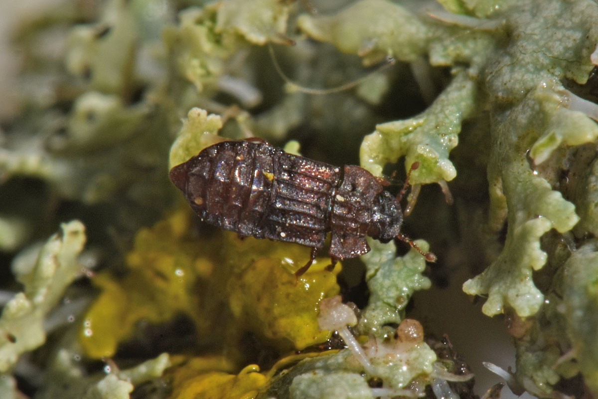 Staphylinidae:  Micropeplus sp?  S, Micropeplus staphylinoides